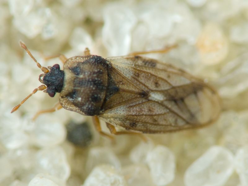 Piesmatidae Amyot & Serville, 1843